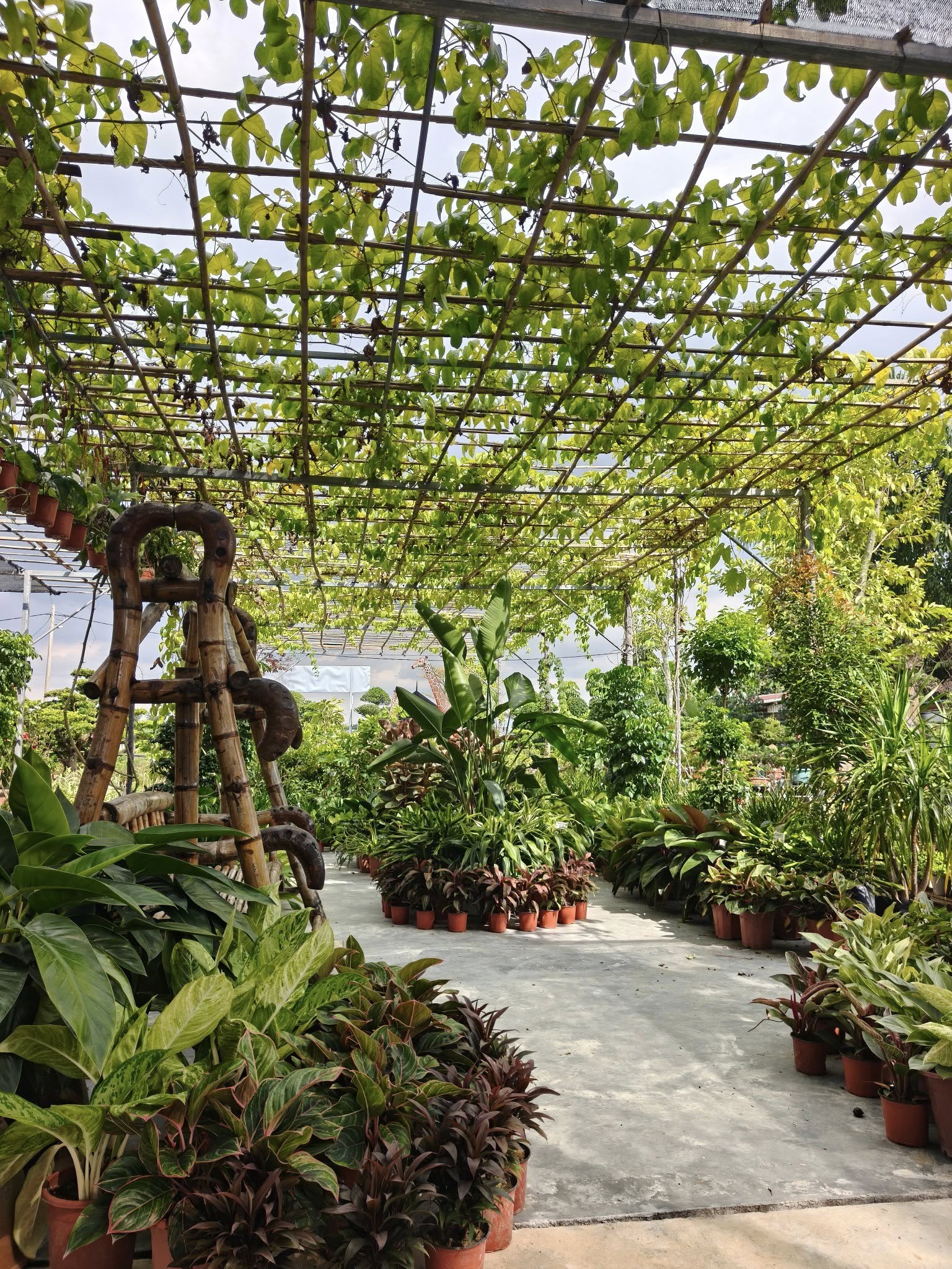 Summerville Nursery Story - Our Journey