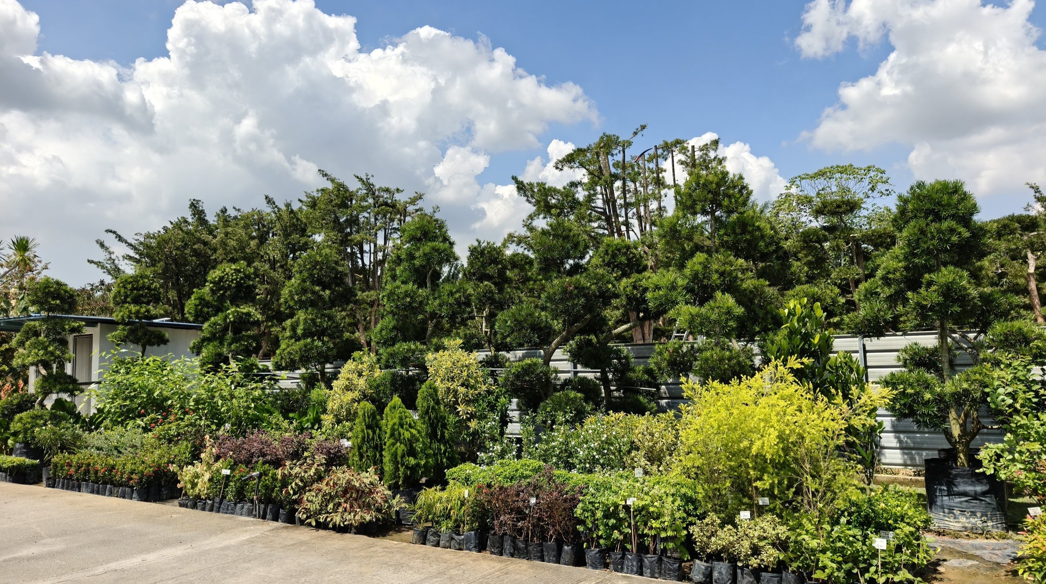 About Summerville Nursery - Our Story